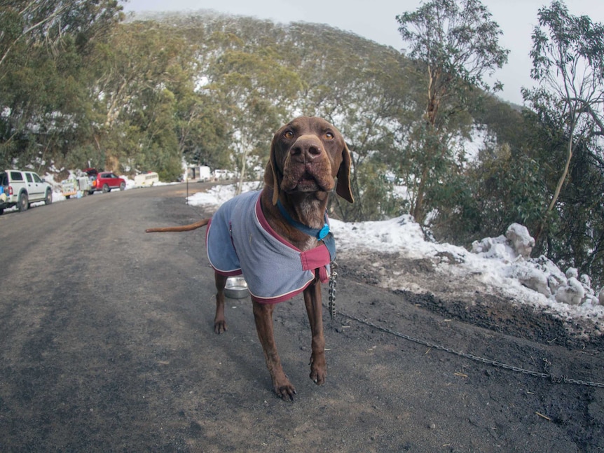 A not-so-furry competitor wears a winter coat.