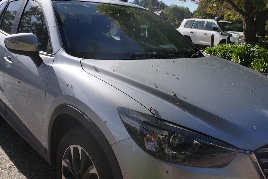 European wasps swarming all over the front end of a parked car.