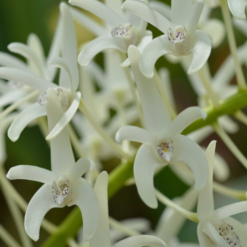Orchid Dendrobium speciosum Nat Botanic gardens