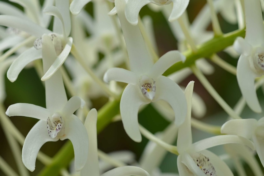 Orchid Dendrobium speciosum at the Australian National Botanic Gardens