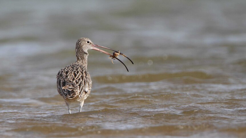 A critically endangered Eastern curlew, with a crab in its beak.