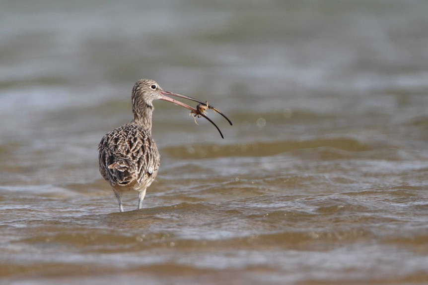 A critically endangered Eastern curlew, with a crab in its beak.