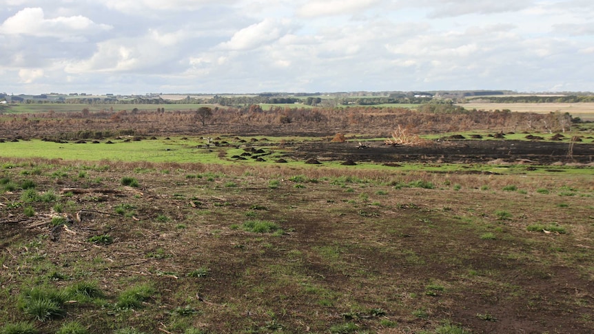 A landscape, with some burnt out trees and ground, but also new grass growth