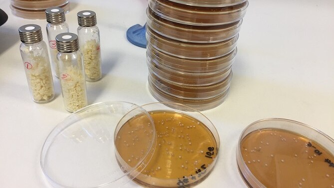 Petri dishes containing bacteria being tested in cheeses to speed up the ripening process by UQ researchers