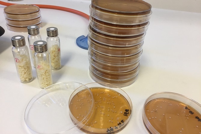 Petri dishes containing bacteria being tested in cheeses to speed up the ripening process by UQ researchers