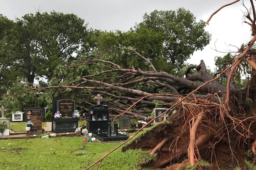 A tree fallen over gravestones at the Jingili Cemetery.