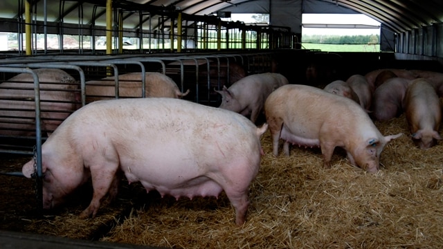 Pig breeding farm to expand