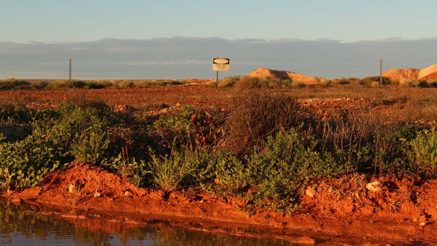 Water and vegetations returns to the outback town of Coober Peedy following big rains