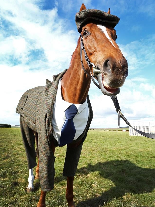 Morestead the horse models the new three-piece tweed suit.