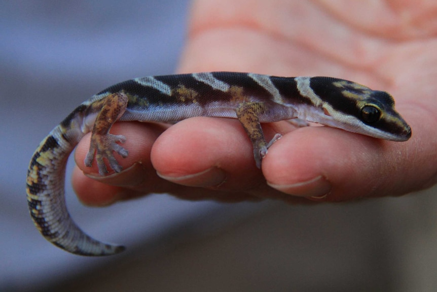 A small gecko on a person's hand