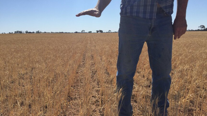 The wheat crop that should have been, in Birchip, western Victoria.