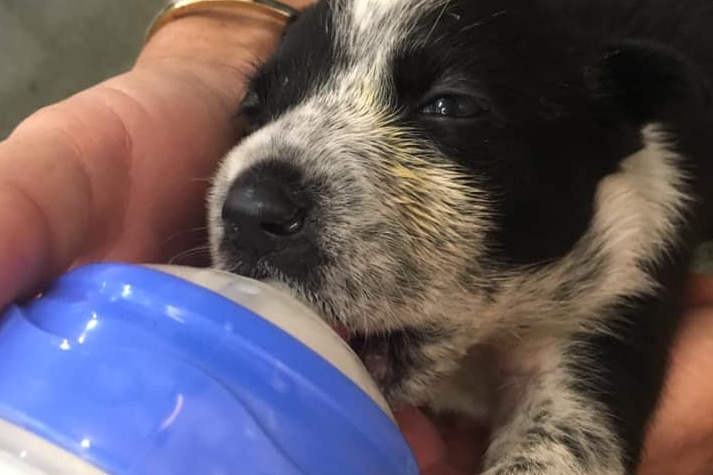A young black and white puppy being fed with a bottle.
