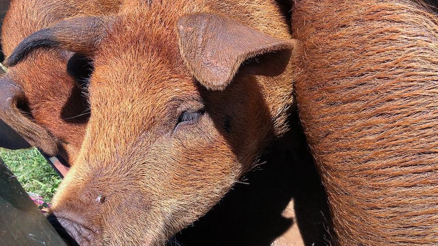 Pigs on the Extraordinary Pork farm.