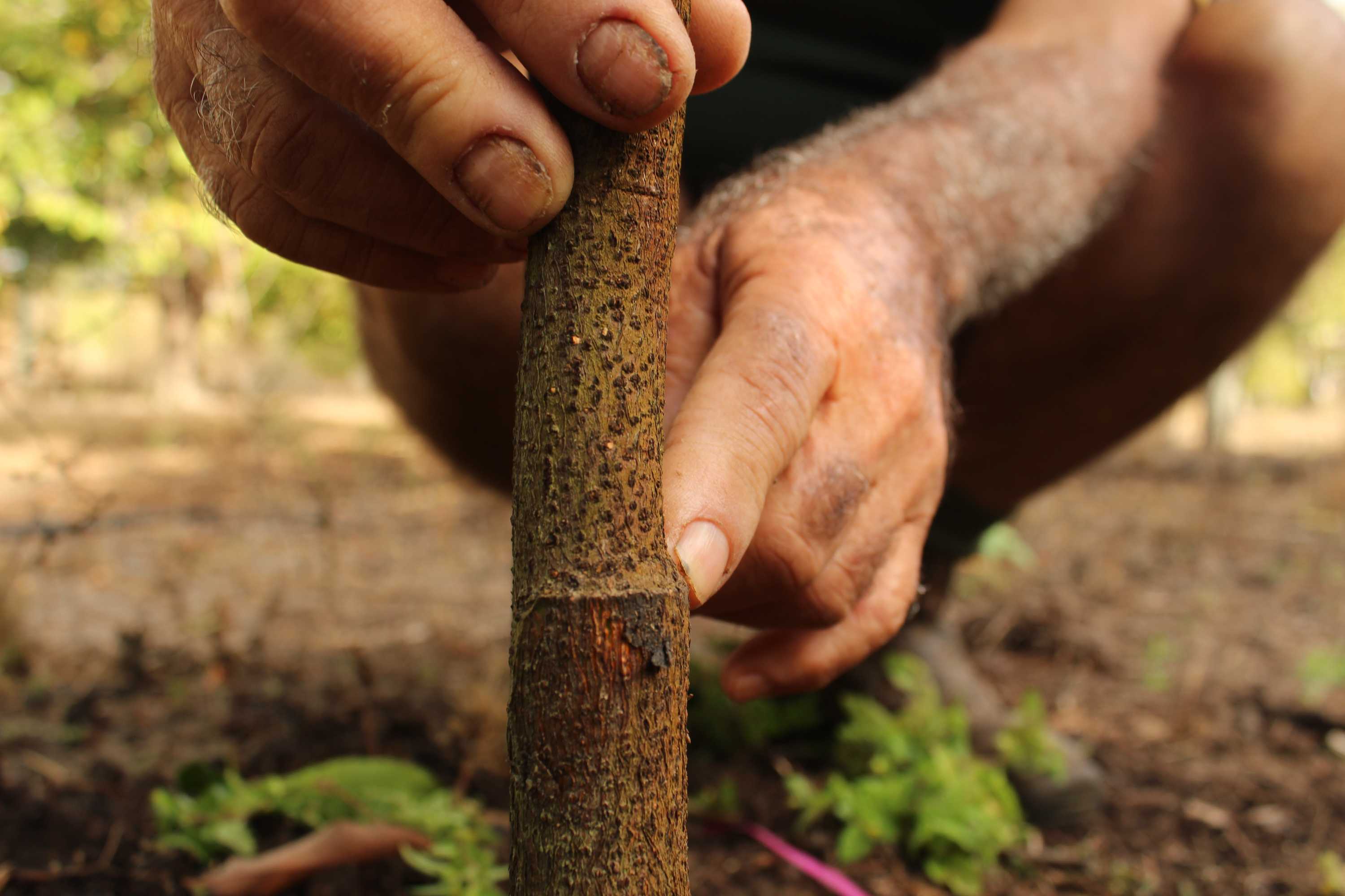New roots help tropical fruits to grow longer - ABC News