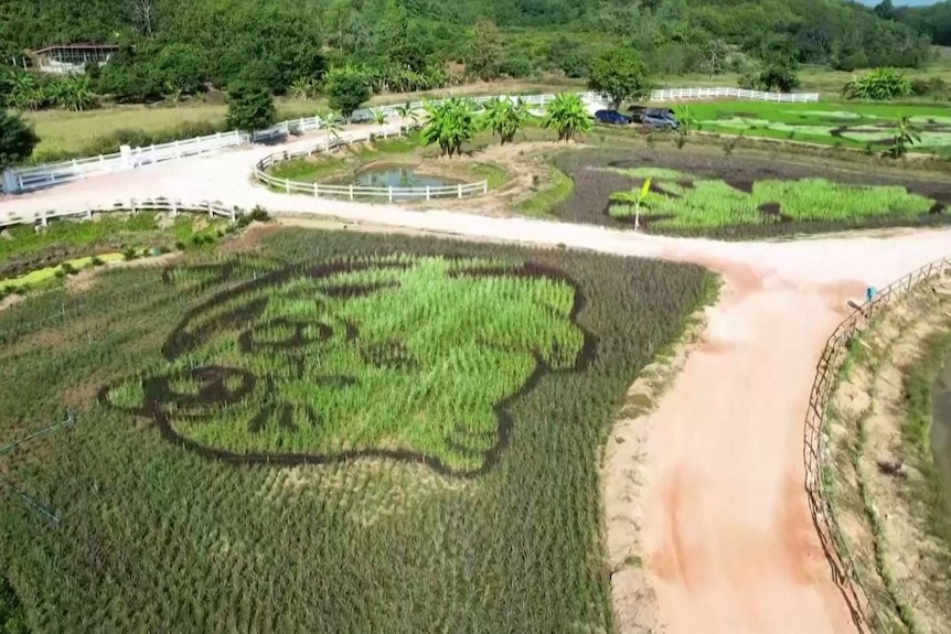 A drone shot of cat drawnings in a rice farm. 