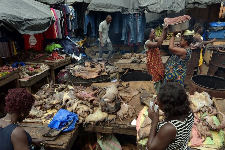 A bushmeat market.