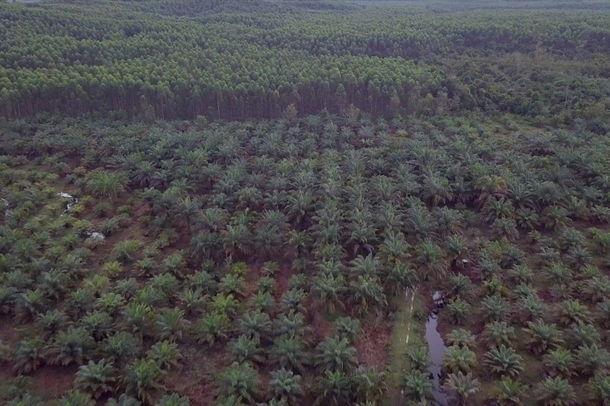 An aerial shot shows where dense jungle gives way to a palm oil plantation.
