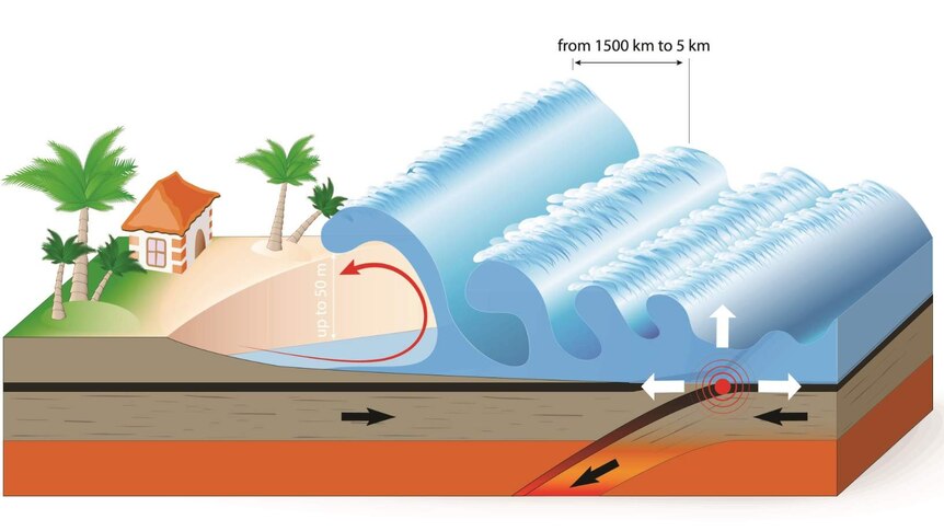 A chart of how a tsunami gathers force from the sea to the shore.