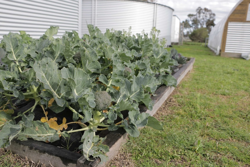 A trial plot of broccoli growing on an urban farm