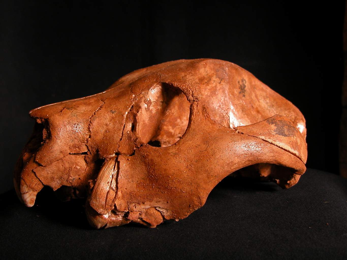 Thylacoleo, a carnivorous marsupial, live in Australia around 50,000–1.5 million years ago.