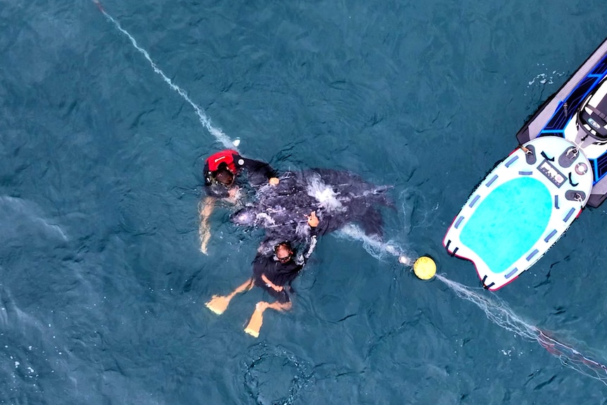 A bird's eye view of two swimmers freeing a turtle from nets floating in water