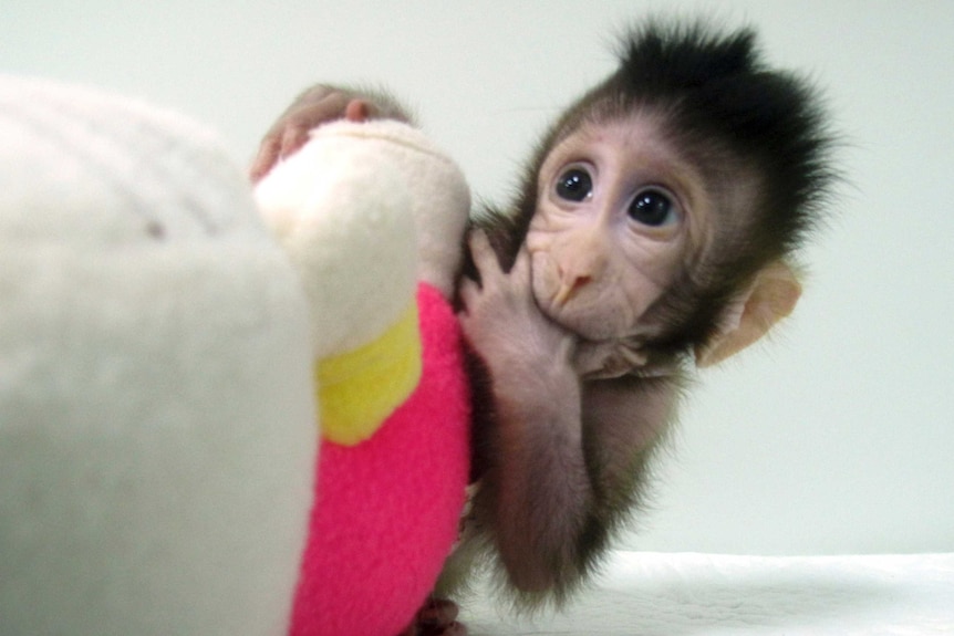 A cloned monkey has its fingers in its mouth while playing with a soft toy.