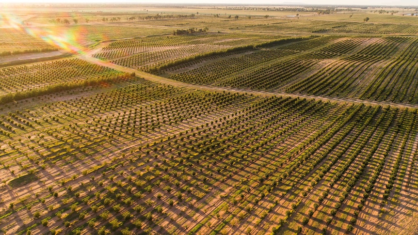 One million hazelnut trees