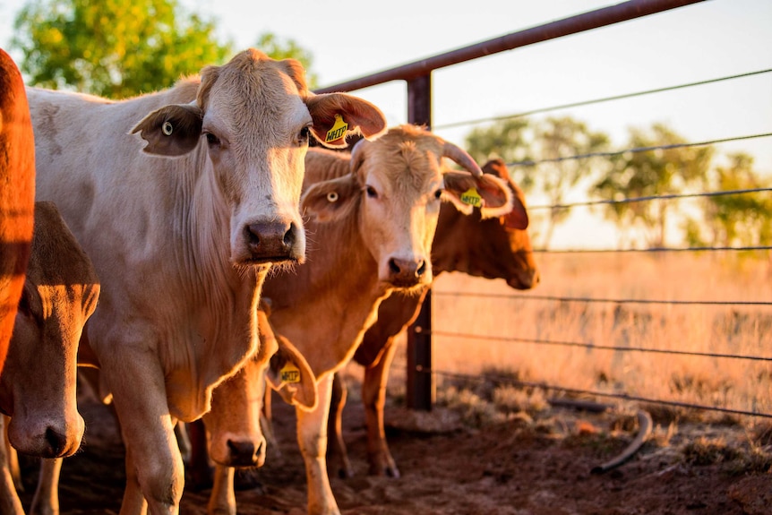 Cattle on Peter Whip's property near Longreach in Queensland.