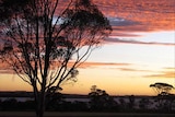 The sun setting over the Western Australian wheatbelt