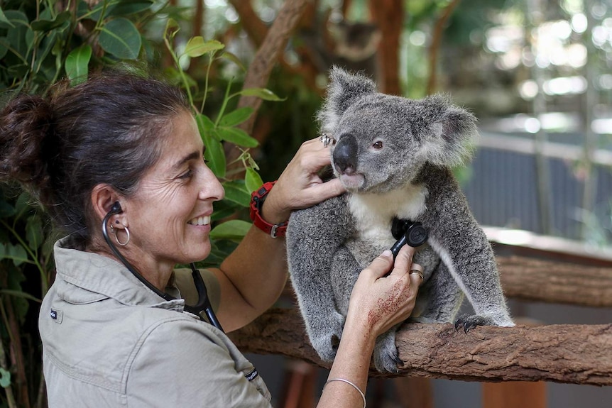 Vet Galit Rawlinson holds a stethoscope on a koala joey chest at Lone Pine Koala Sanctuary in Brisbane.