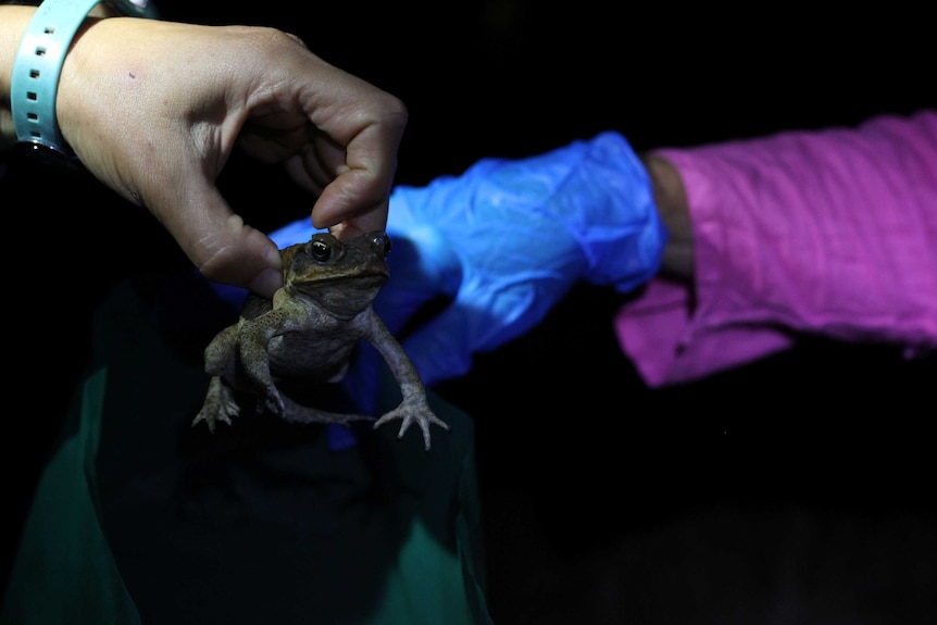 A cane toad in a person's hand.