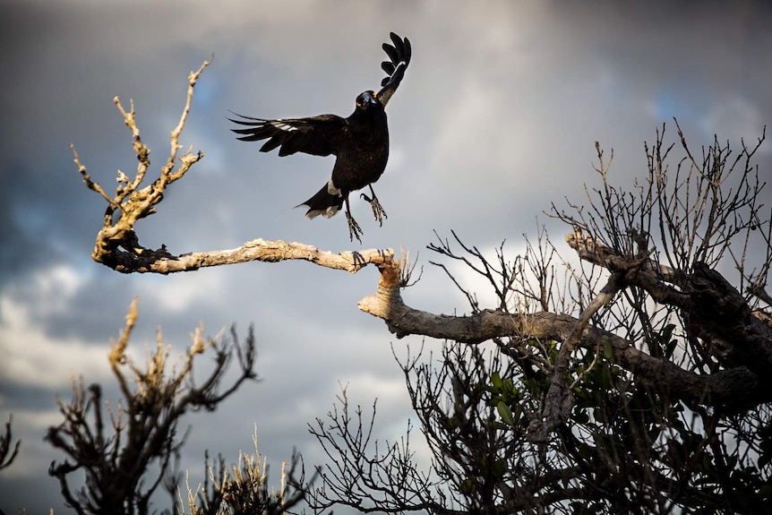 A bird mid flight, near a dead tree