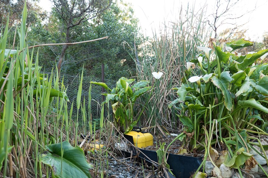 Lillies, reeds and rocks filter house brown water back to potable quality.