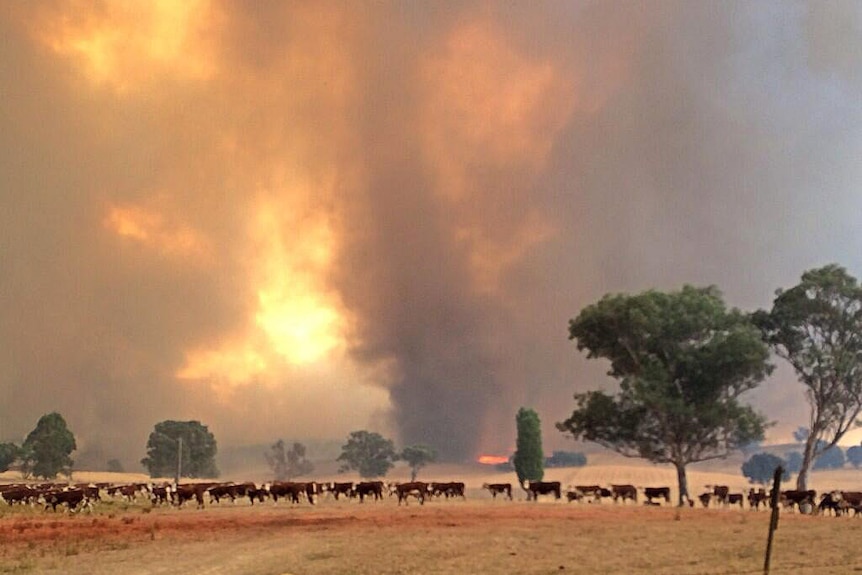 Fire tornado at Carabost fire