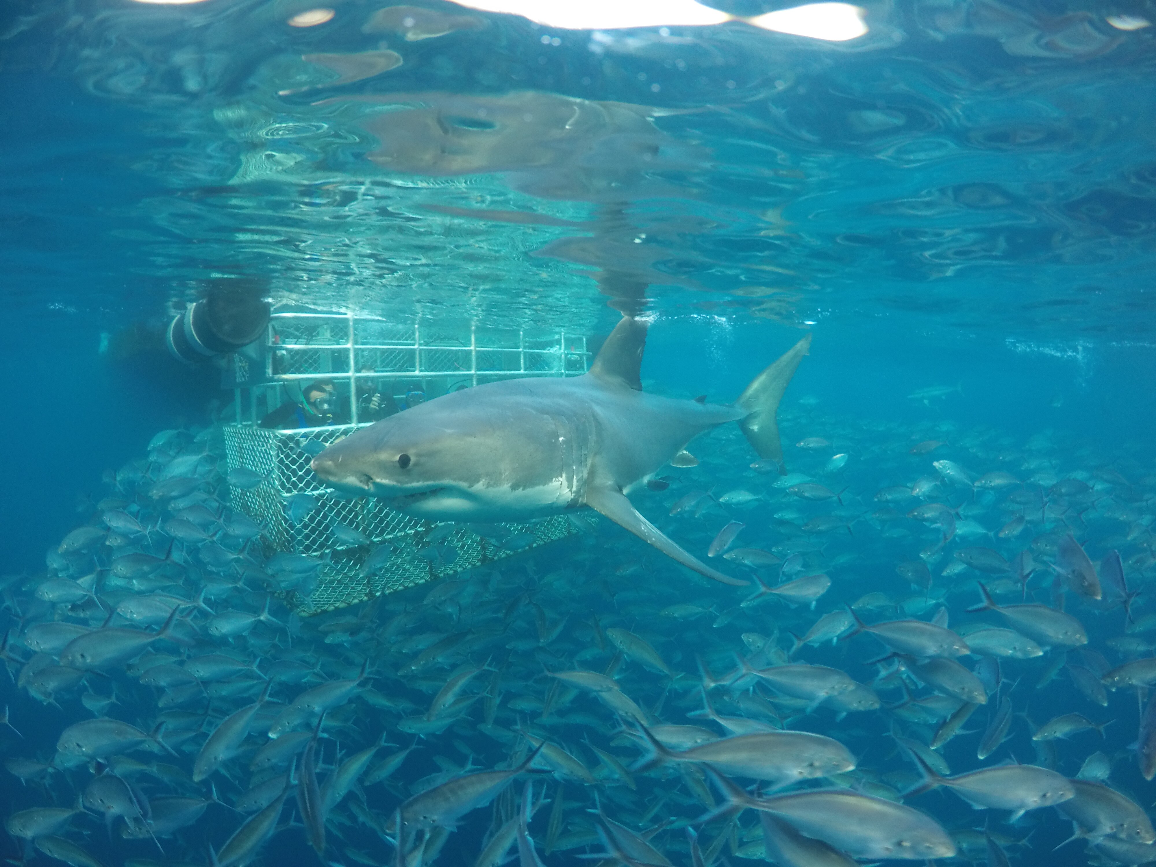 A great white shark swimming in front of a cage with people diving.