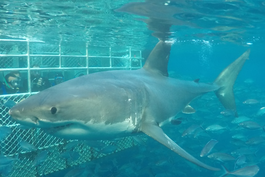 A great white shark swimming in front of a cage with people diving.