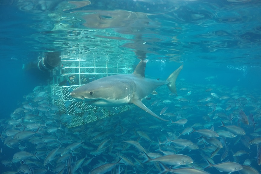 A great white shark underwater next to a steel cage with lots of fish surrounding.