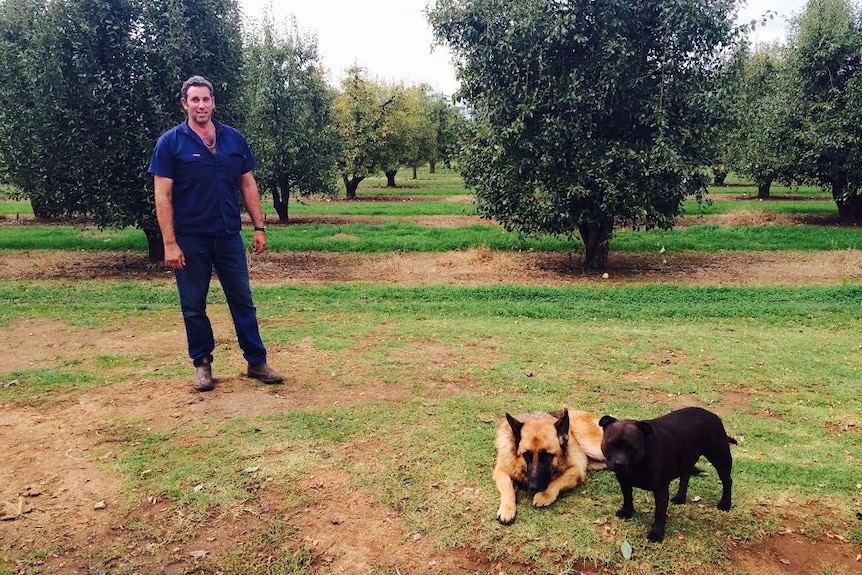 A man stands to the left of the frame in front of some lime trees, to the right of the frame there are two dogs.