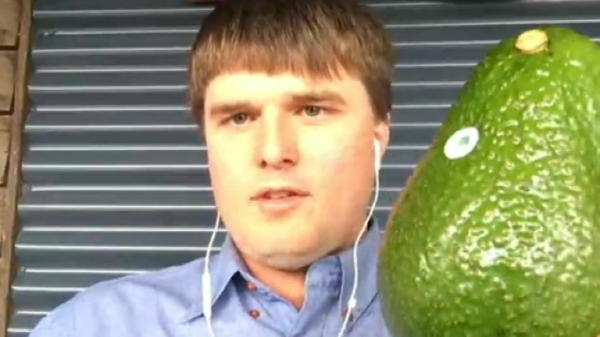 Giant avocados five times the size of a standard variety growing in Queensland