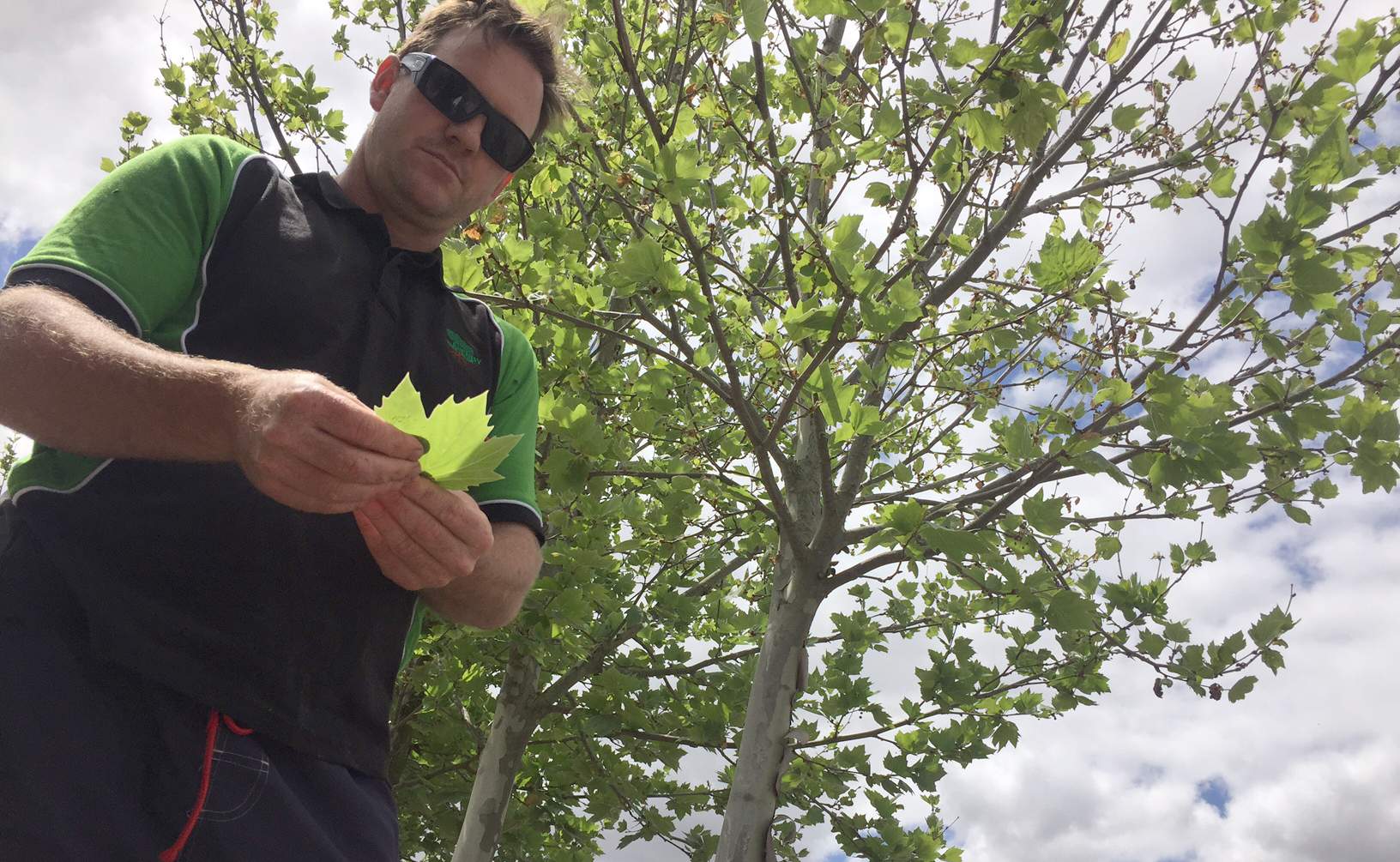 London plane trees gain bad reputation among Perth allergy sufferers