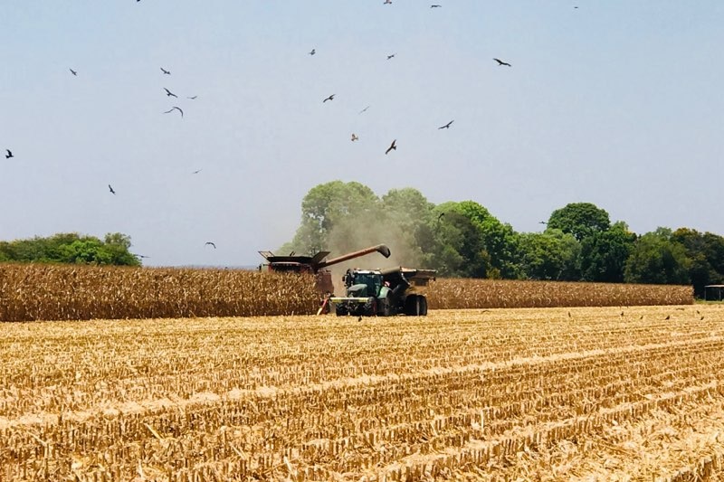 Maize harvest in the Ord