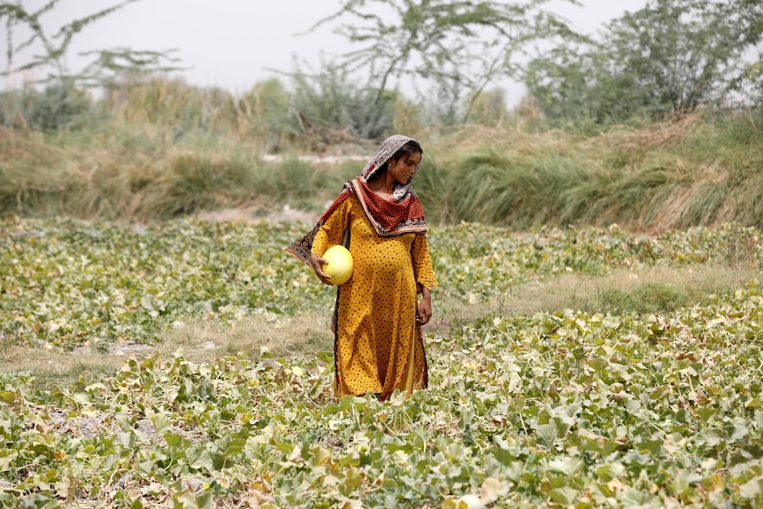 A woman standing in a muskmelon field during daytime.