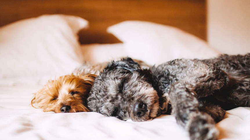 Two dogs sleeping on bed for story about how often to wash bed sheets