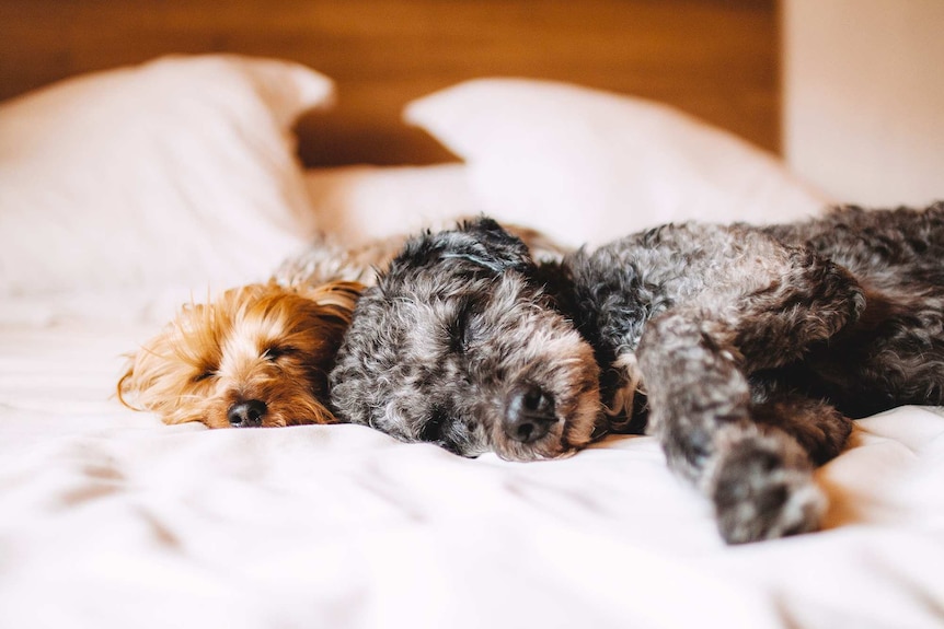 Two dogs sleeping on bed for story about how often to wash bed sheets