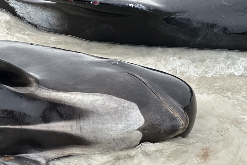 A pilot whale lies in shallow water stranded