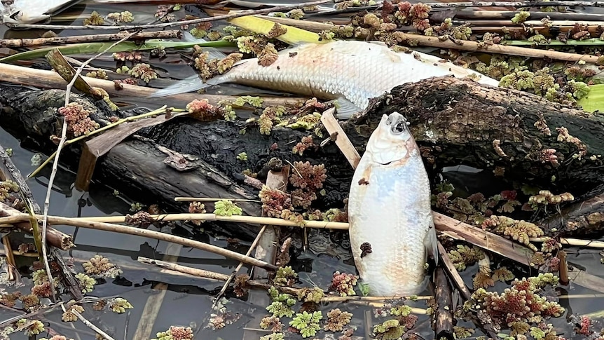 two dead white fish floating on the river surface surrounded by twigs and reeds