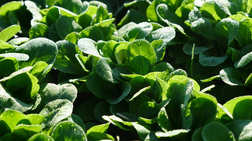 Close up photo of green salad vegetables growing in the ground covered in dew.