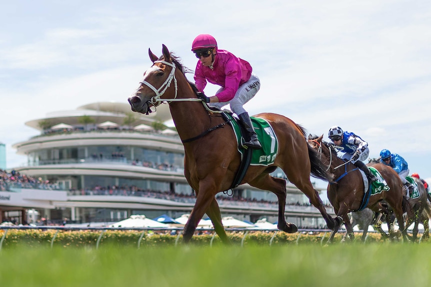 A jockey clad in pink rides clear of the field on his horse at Flemington on Cup Day.