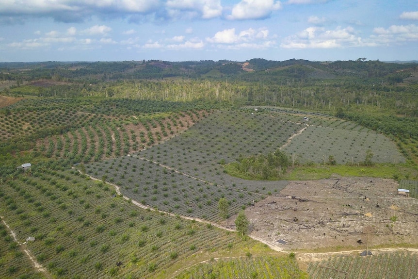 A drone shot of a tropical field