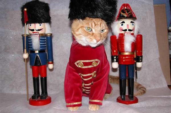 Cat in a nutcracker costume